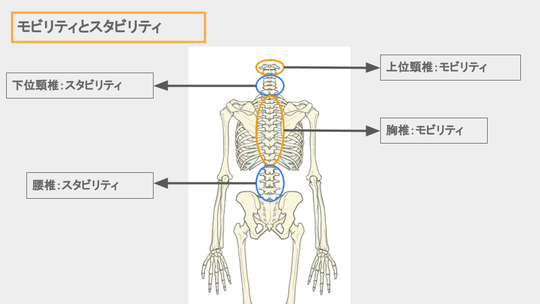 背骨の動きと特徴 - 静岡県浜松市のピラティススタジオ ブループリント