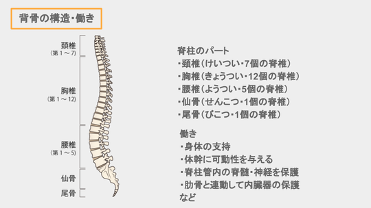 背骨の動きと特徴 - 静岡県浜松市のピラティススタジオ ブループリント